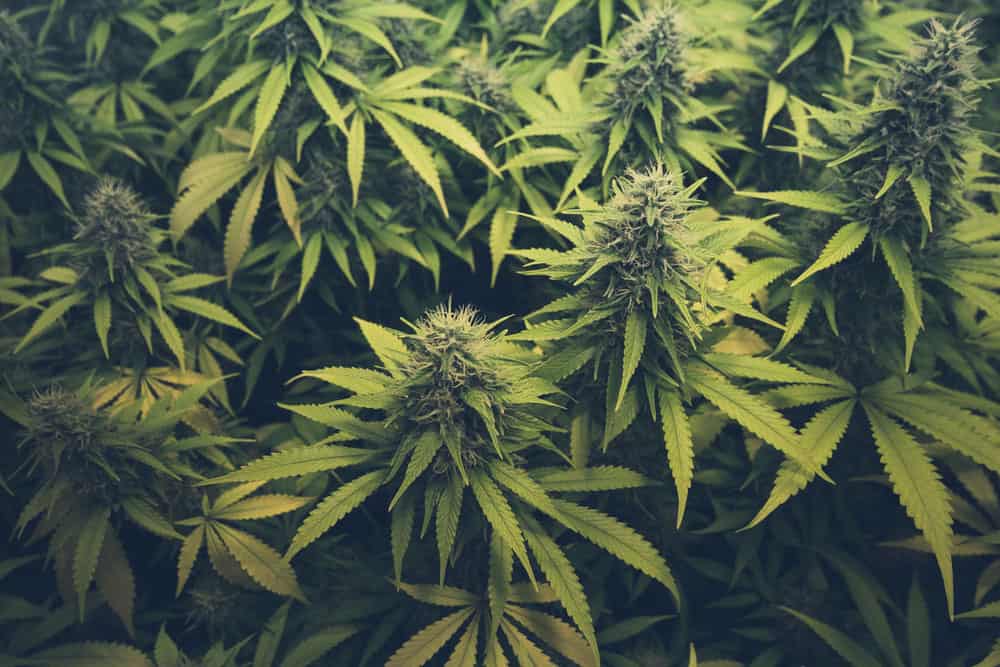Ordering cannabis Online | Kootenay Botanicals Canada