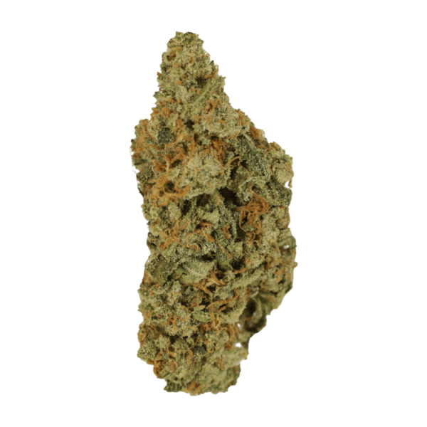 Mimosa | Kootenay Botanicals Canada