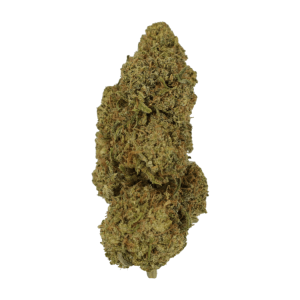 9lb Hammer | Kootenay Botanicals Canada