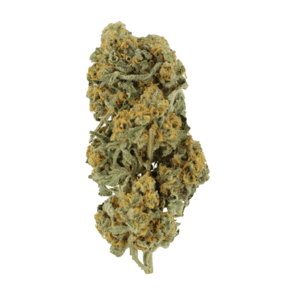 Miracle Alien Cookies | Kootenay Botanicals Canada