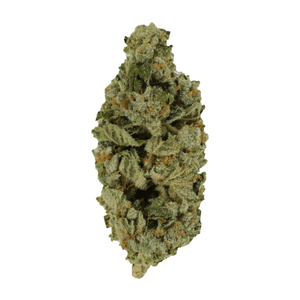 Crazy Glue | Kootenay Botanicals Canada