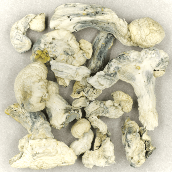 Cambodian Psilocybe Cubensis | Kootenay Botanicals Canada