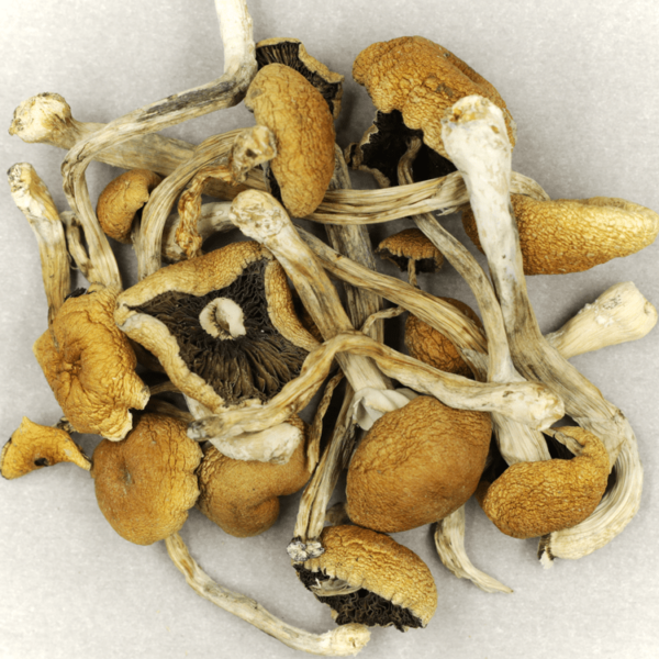 Cambodian Psilocybe Cubensis | Kootenay Botanicals Canada