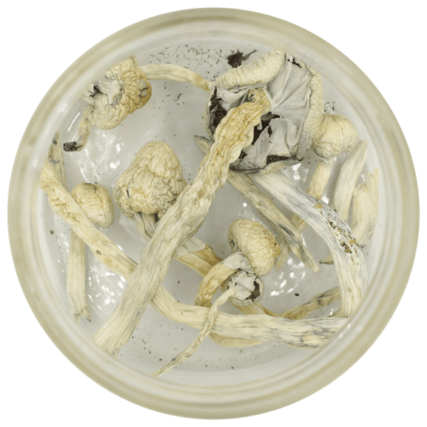 Great White Monster Cubensis | Kootenay Botanicals Canada