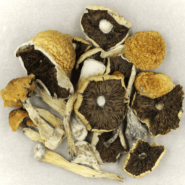 Penis Envy Cubensis | Kootenay Botanicals Canada