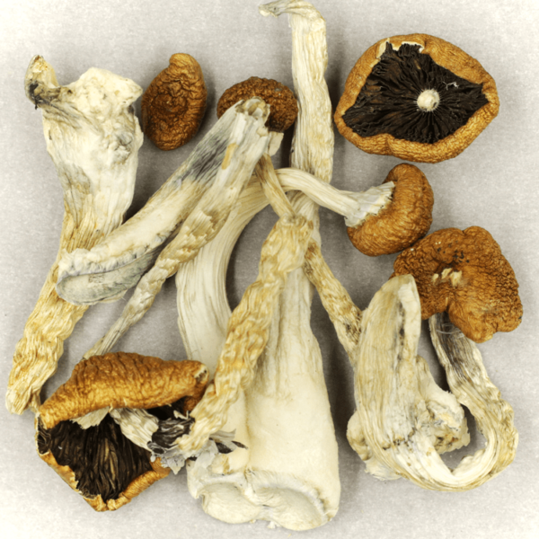 Treasure Coast | Kootenay Botanicals Canada