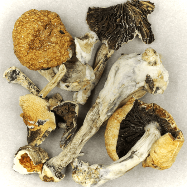 Treasure Coast | Kootenay Botanicals Canada