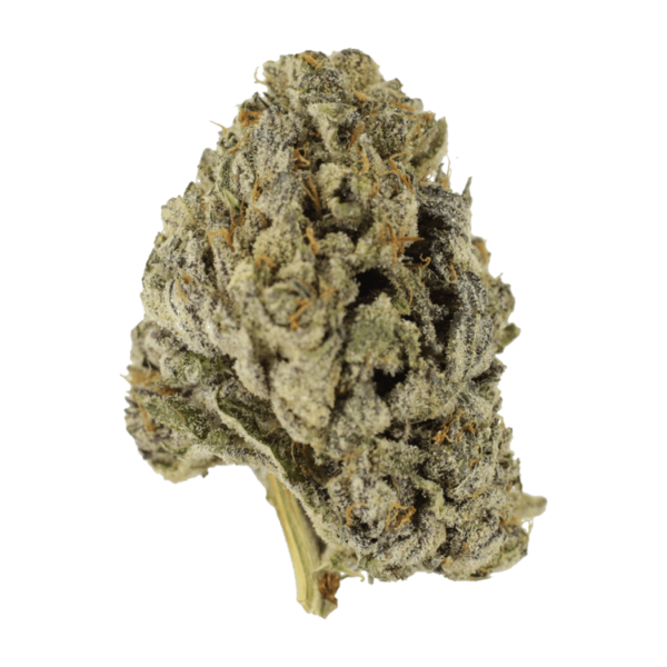 Sugar Pine | Kootenay Botanicals Canada