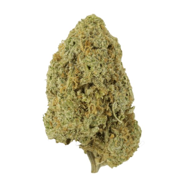 Sugar Pine | Kootenay Botanicals Canada