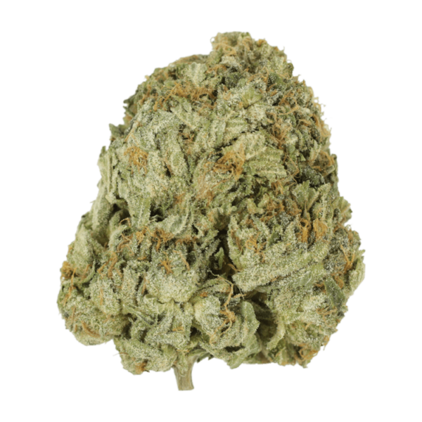 Godzilla Glue | Kootenay Botanicals Canada