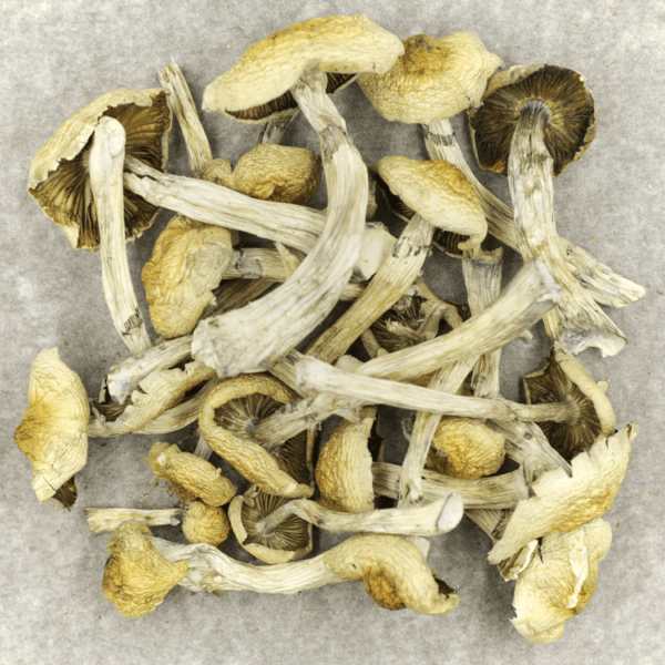 Blue Magnolia Rust | Kootenay Botanicals Canada