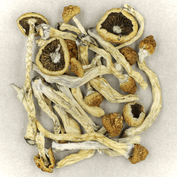 Texas Yellow Cap | Kootenay Botanicals Canada