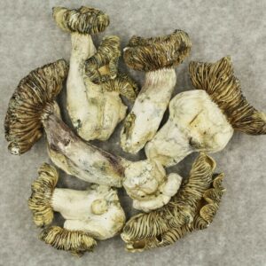 White Burma | Kootenay Botanicals Canada