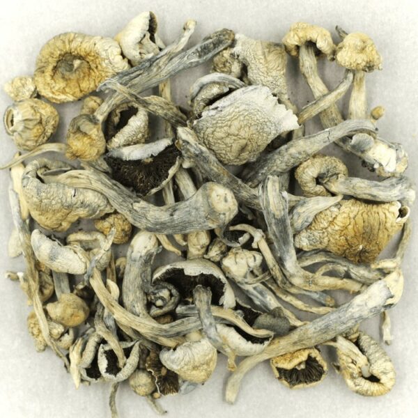 Albino A+ | Kootenay Botanicals Canada