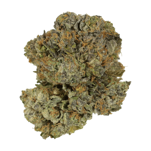 Chocolate Mint | Kootenay Botanicals Canada