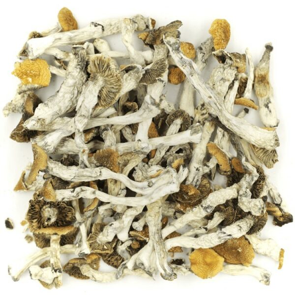 Golden Teacher | Kootenay Botanicals Canada