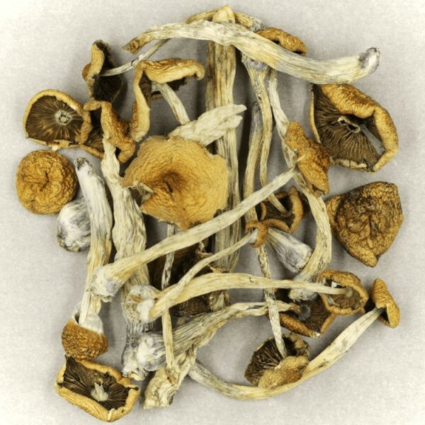 Psilocybe Cubensis Mexicana | Kootenay Botanicals Canada