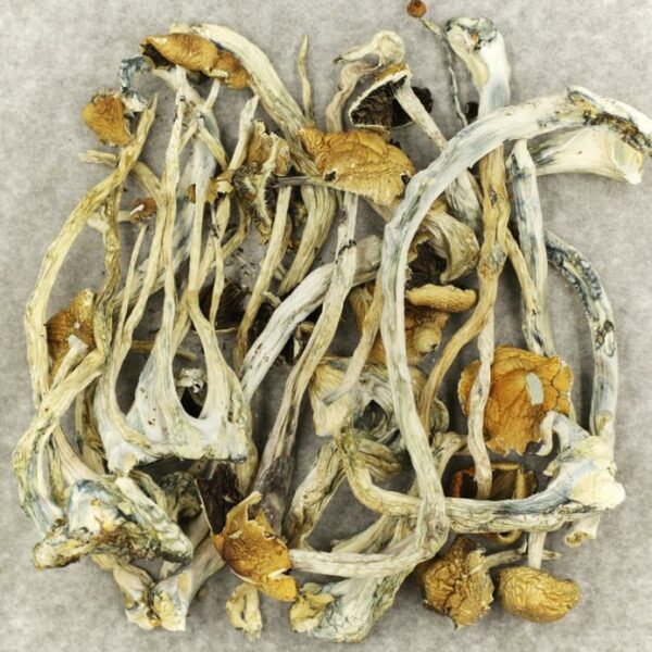 Amazonian Cubensis | Kootenay Botanicals Canada