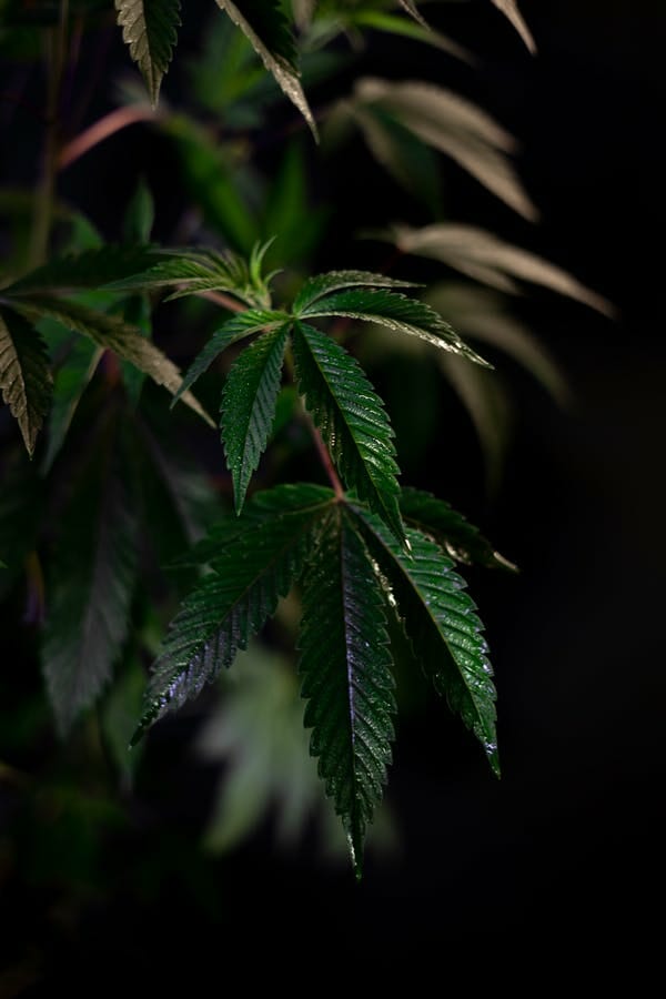 Buy cannabis Online in BC cannabis Online Dispensary | Kootenay Botanicals Canada | Kootenay Botanicals Canada