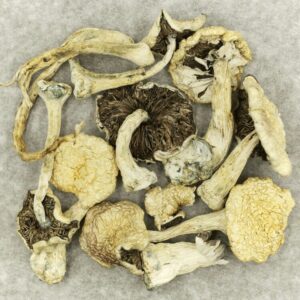 Leucistic Burma | Kootenay Botanicals Canada