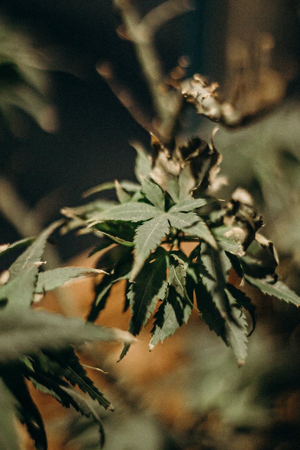 cannabis Online Delivery Quebec City | Kootenay Botanicals Canada | Kootenay Botanicals Canada