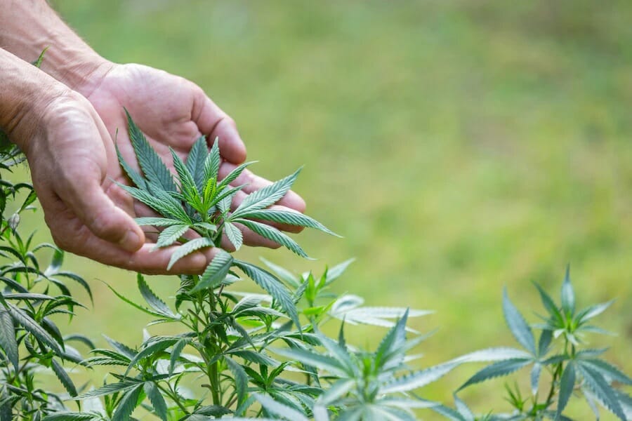 Buy cannabis Online Alberta | Kootenay Botanicals Canada | Kootenay Botanicals Canada