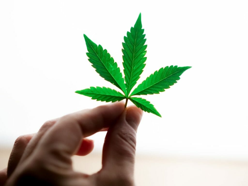 Popular Strains In Canada | Kootenay Botanicals Canada