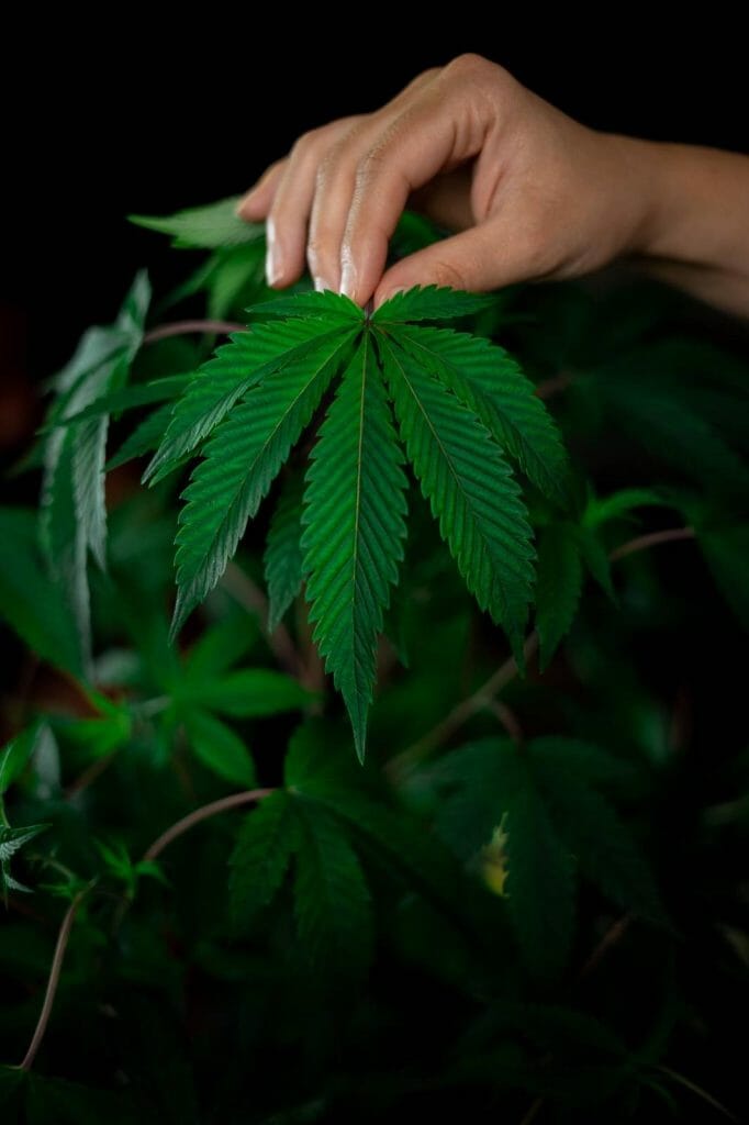 Buy My cannabis Online: Deals and Discounts You Can Find From Our Online Marijuana Dispensary | Kootenay Botanicals Canada | Kootenay Botanicals Canada