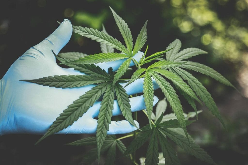 Buy cannabis Online Grasslife | Kootenay Botanicals Canada
