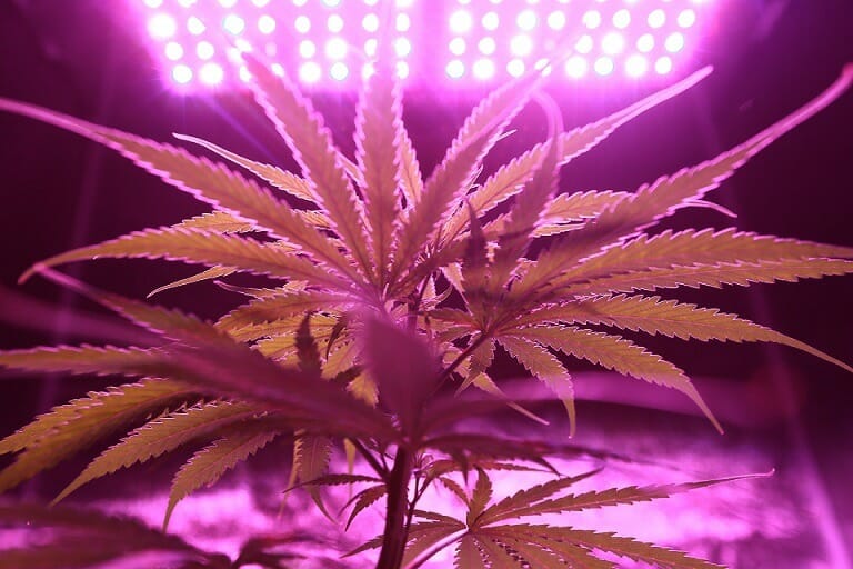Discover How A cannabis Shop Helps You Better Understand Cannabis | Kootenay Botanicals Canada | Kootenay Botanicals Canada
