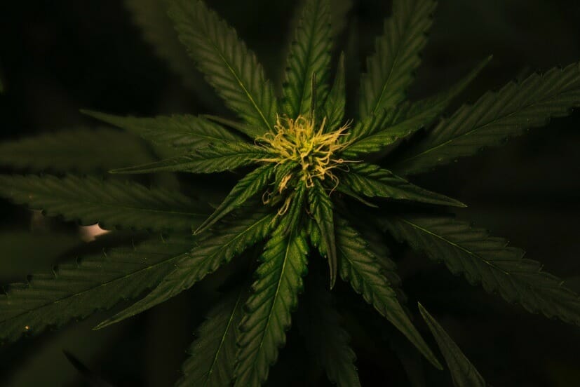 Grasslife Canada | Kootenay Botanicals Canada