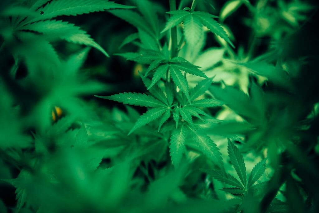 wholesale Cannabis | Kootenay Botanicals Canada