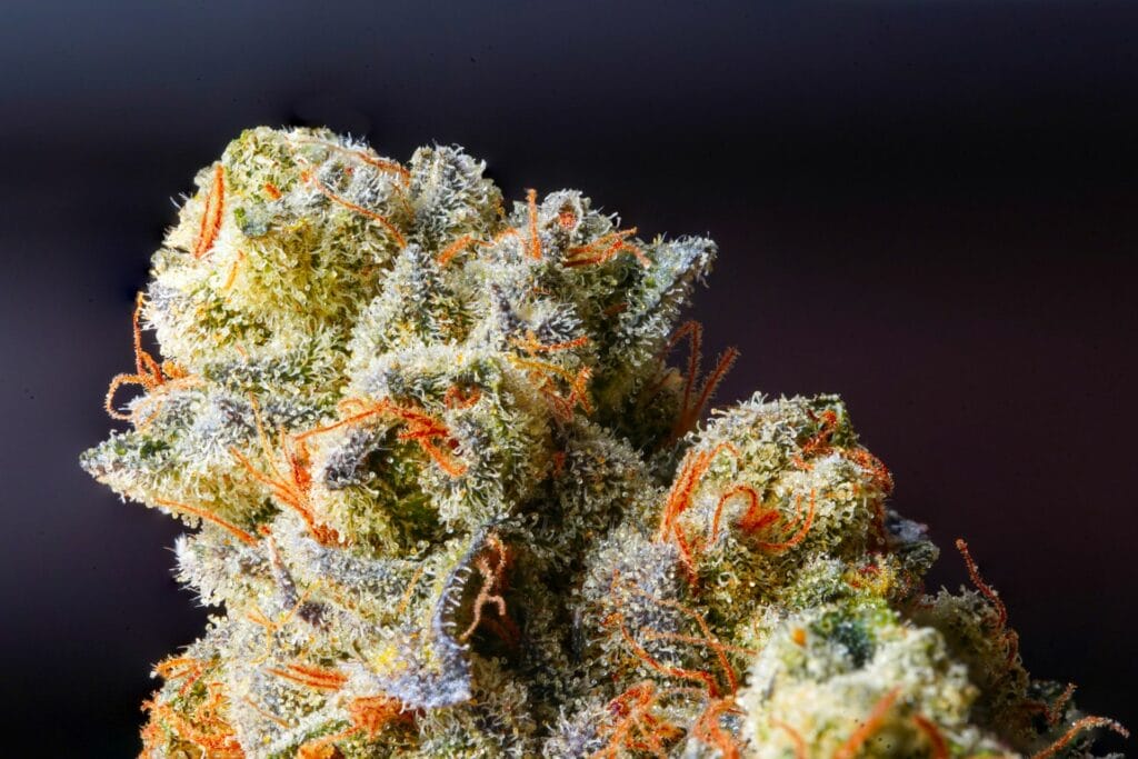 Weed Delivery Canada_ Top Hybrid Selection | Kootenay Botanicals Canada