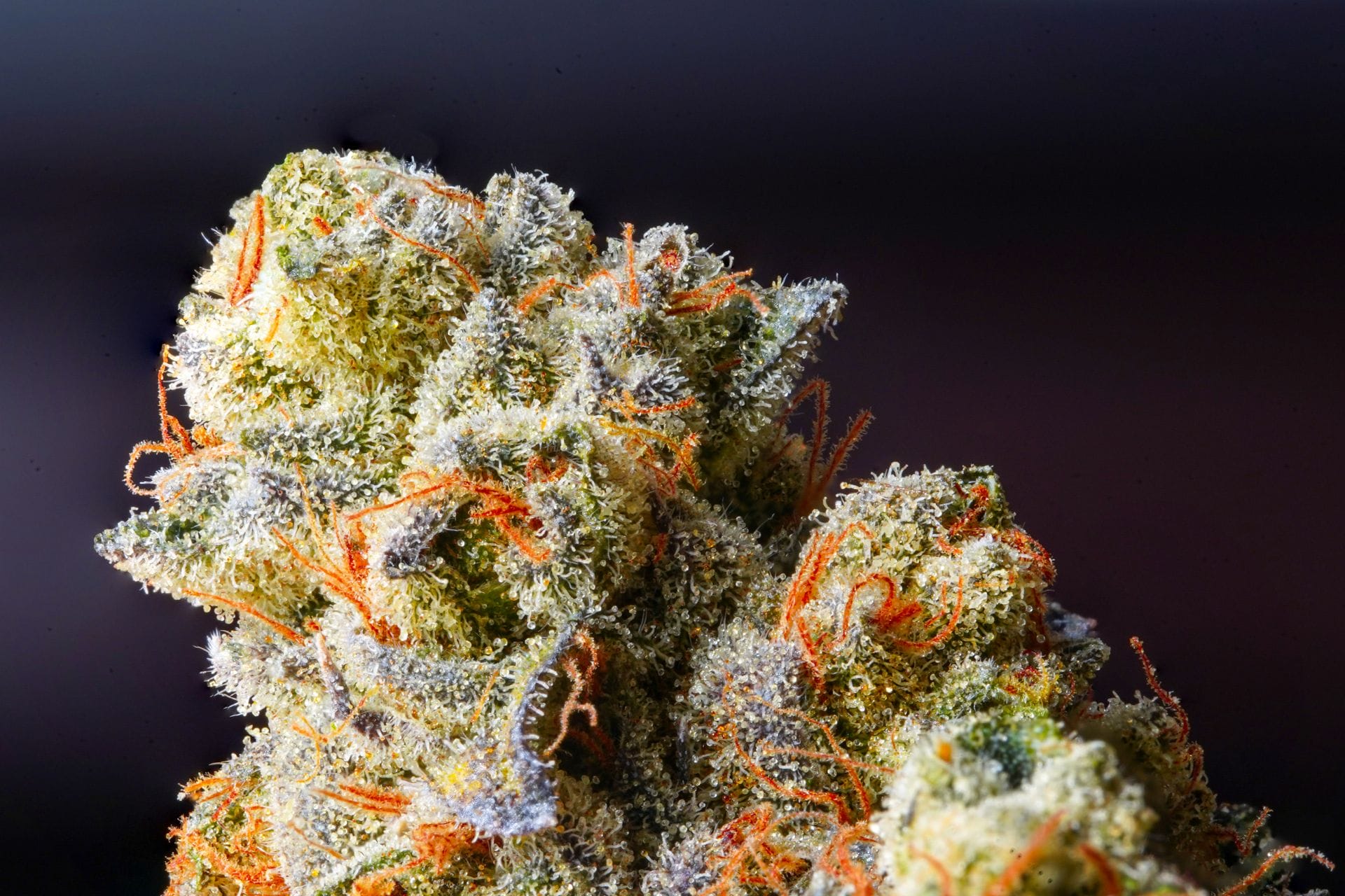| Kootenay Botanicals Canada Weed Delivery Canada_ Top Hybrid Selection | Kootenay Botanicals Canada
