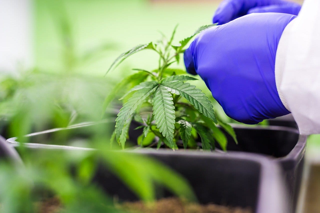 Buy cannabis online | Kootenay Botanicals Canada