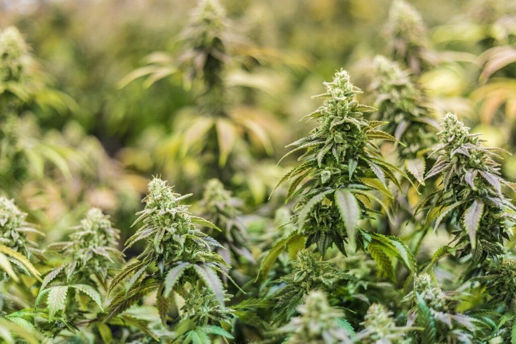 Online thc flower | Kootenay Botanicals Canada
