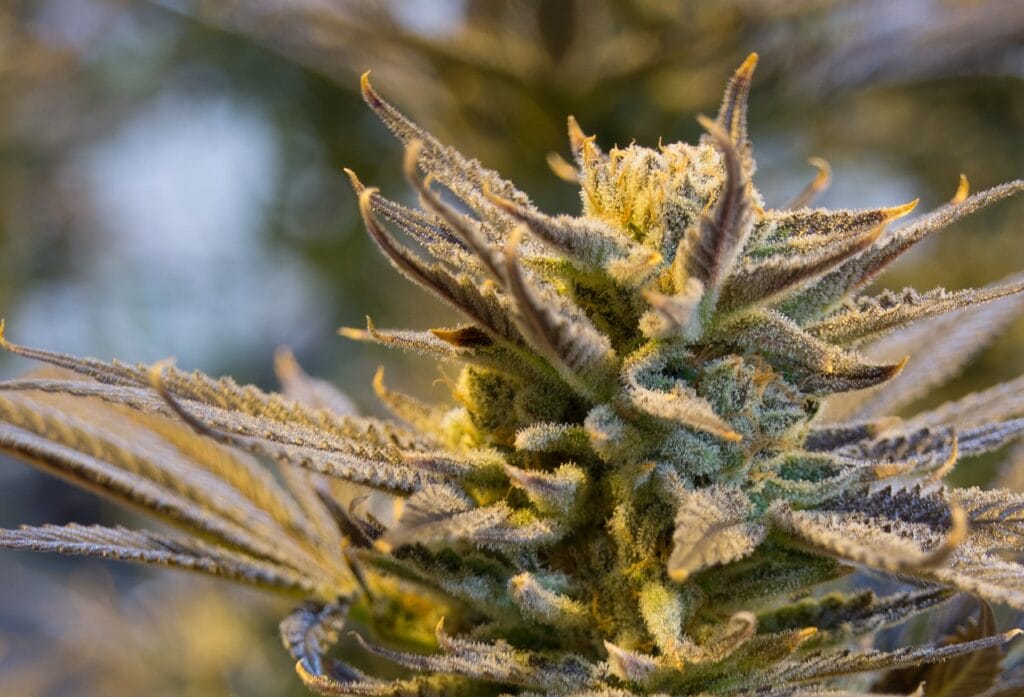 buy indica flower online in Canada | Kootenay Botanicals Canada