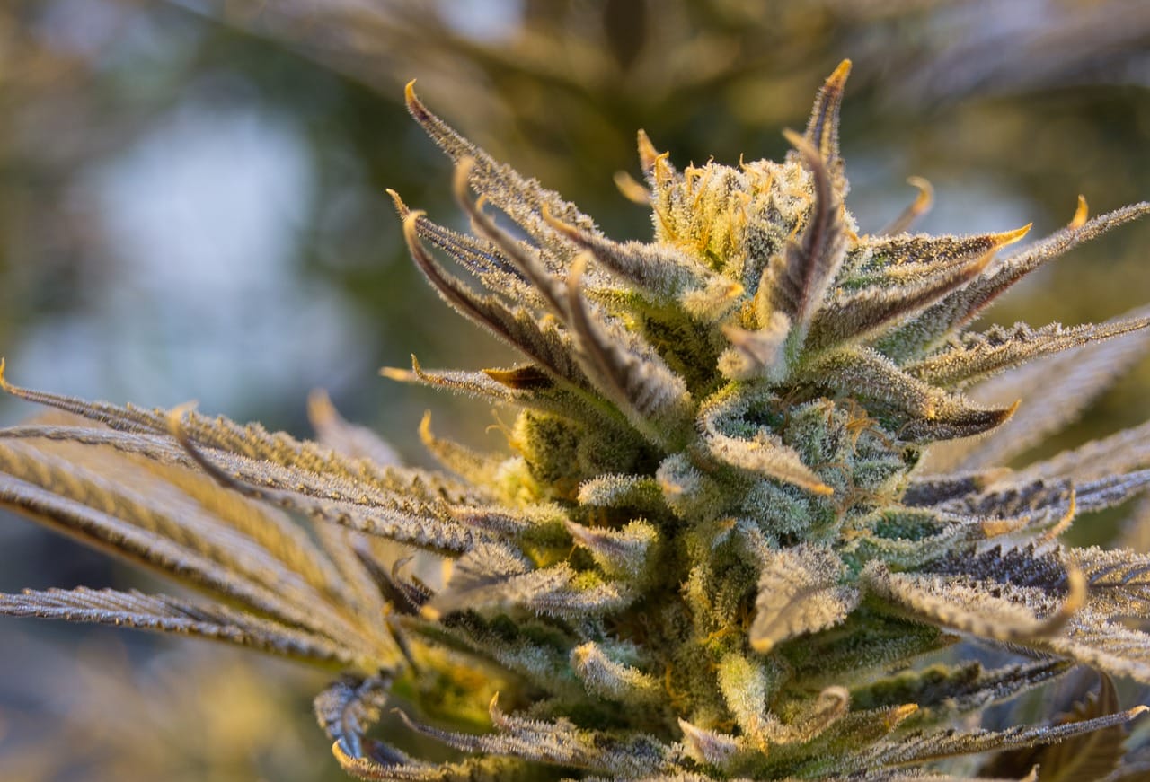 buy indica flower online in Canada | Kootenay Botanicals Canada