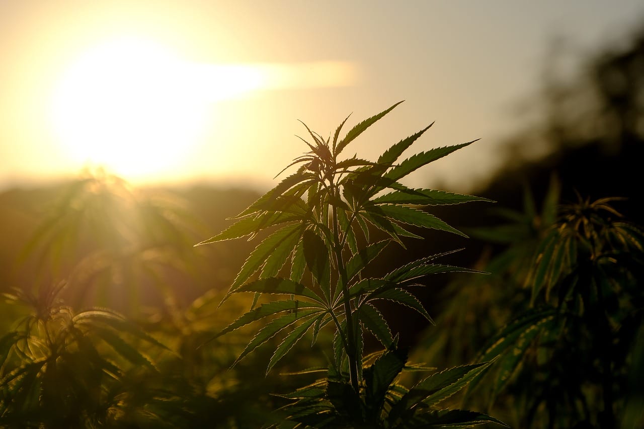 Buy indica flower online | Kootenay Botanicals Canada